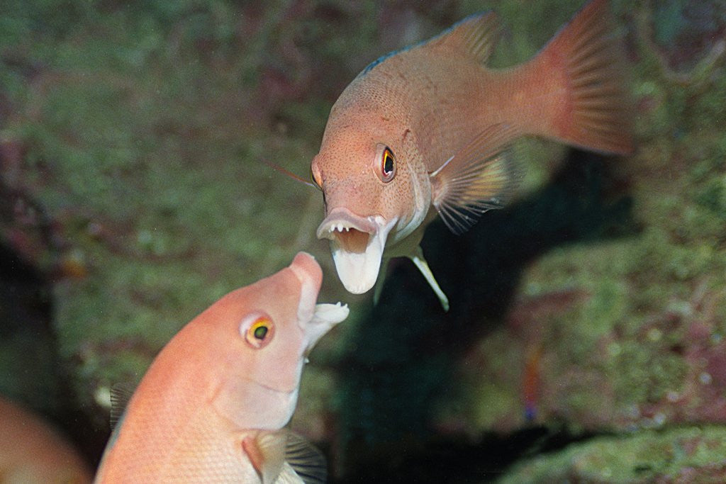 Detail of California Sheephead fighting by Anonymous