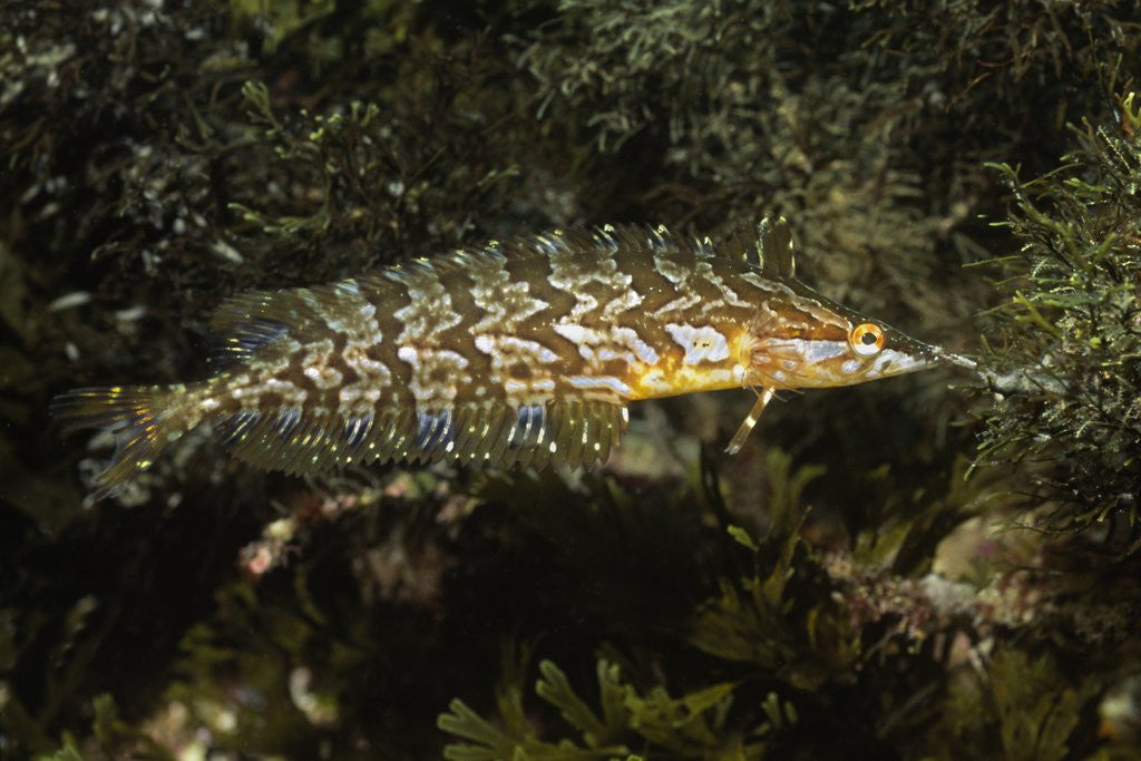 Detail of Giant Kelpfish by Anonymous