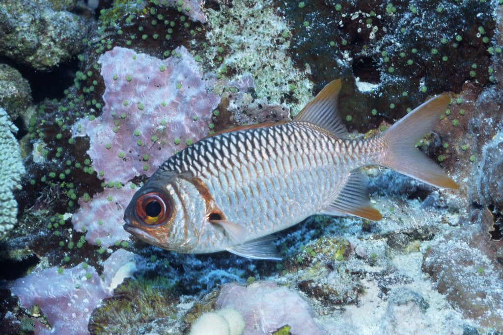 Detail of Splendid Squirrelfish by Anonymous