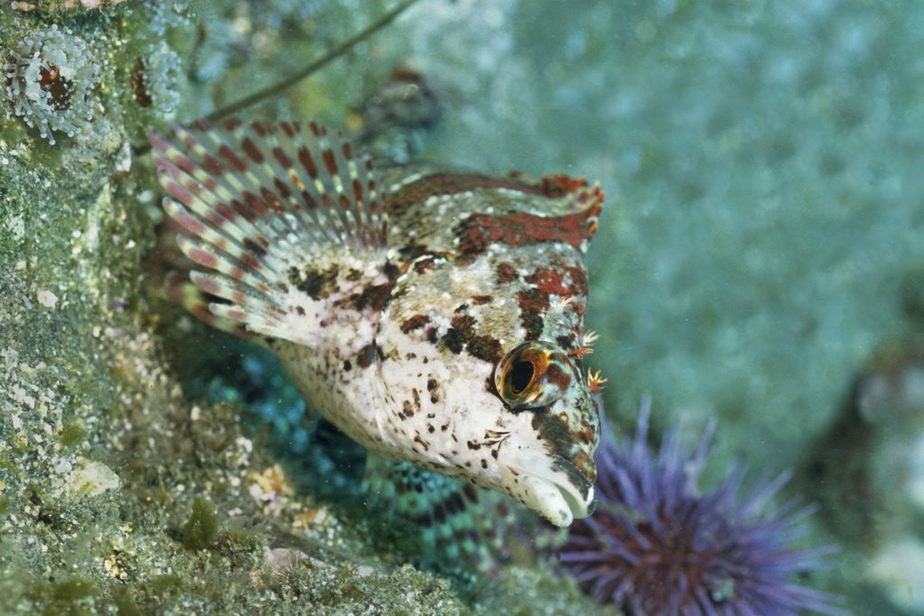 Detail of Painted Greenling closeup by Anonymous