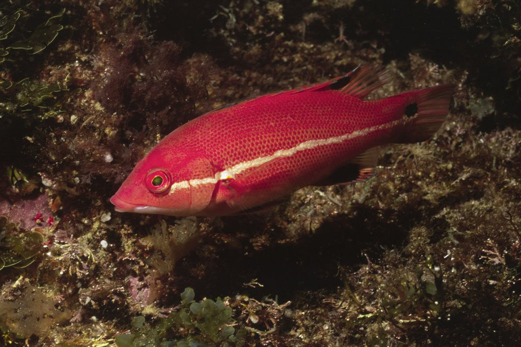 Detail of Juvenile California Sheephead by Anonymous