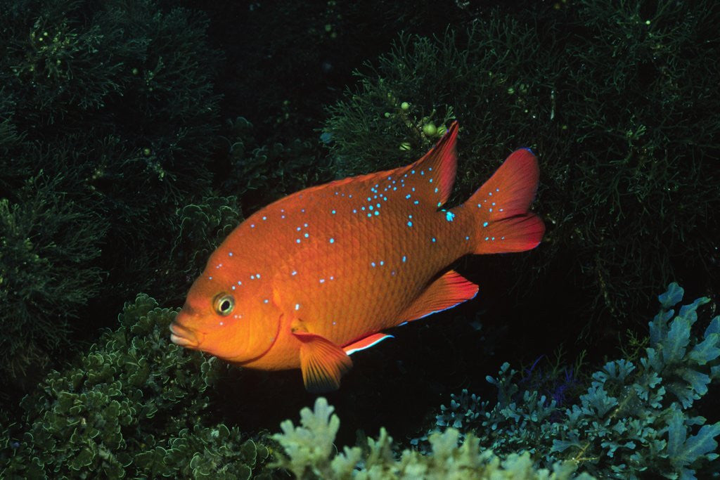 Detail of Juvenile Garabaldi by Anonymous