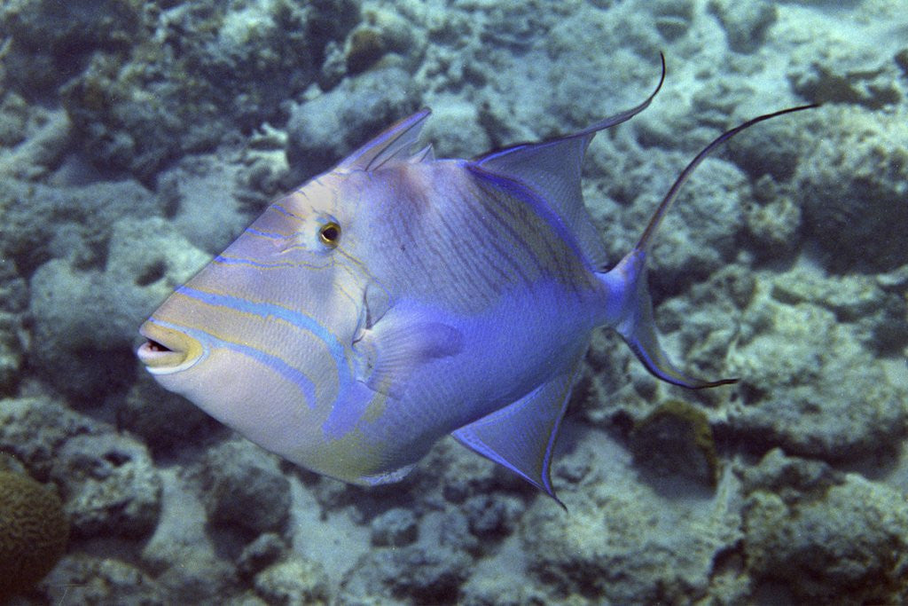 Detail of Queen Triggerfish by Anonymous