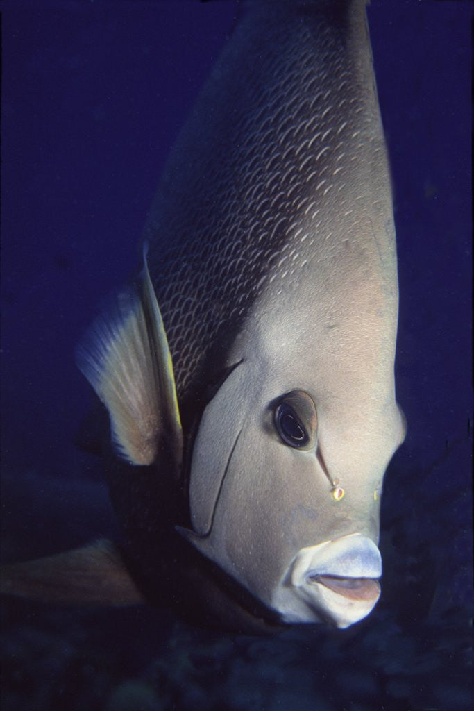 Detail of Gray Angelfish closeup by Anonymous