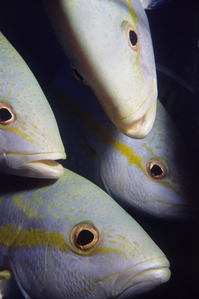 Detail of Closeup of Yellowtail Snappers by Anonymous