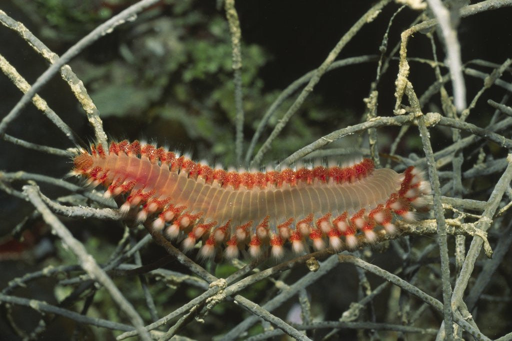 Detail of Fireworm by Anonymous