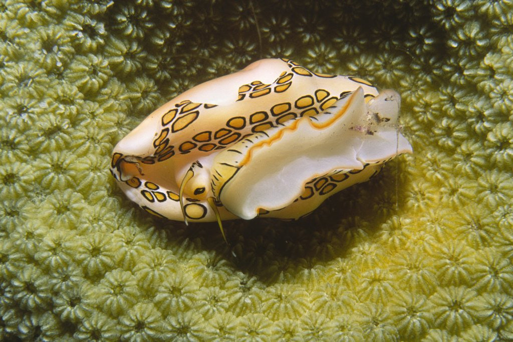 Detail of Flamingo Tongue Cowrie by Anonymous