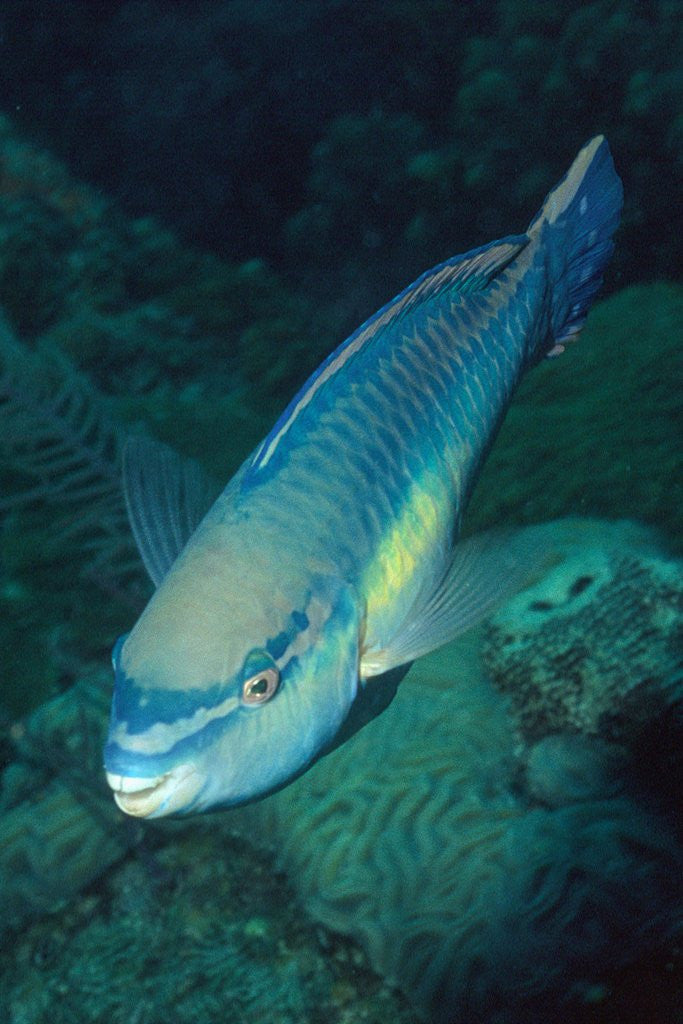 Detail of Princess Parrotfish by Anonymous