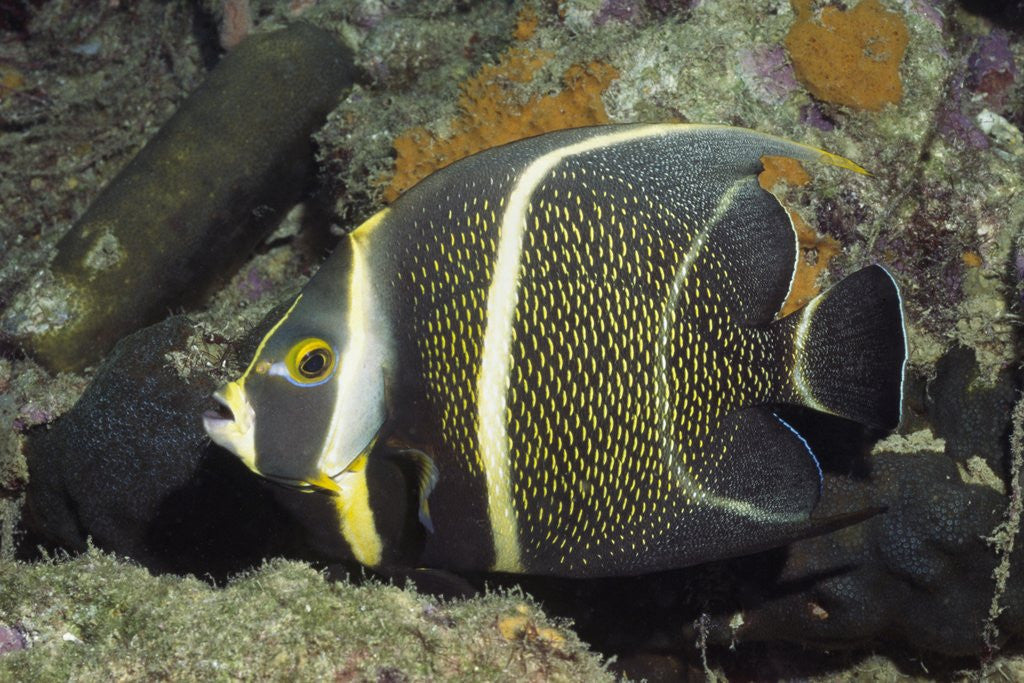 Detail of Intermediate form French Angelfish by Anonymous