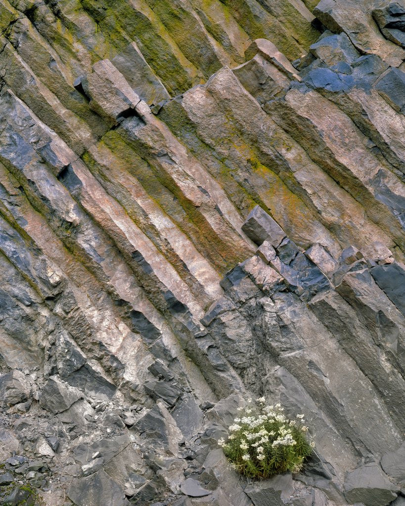 Detail of Flowers on basalt wall by Anonymous