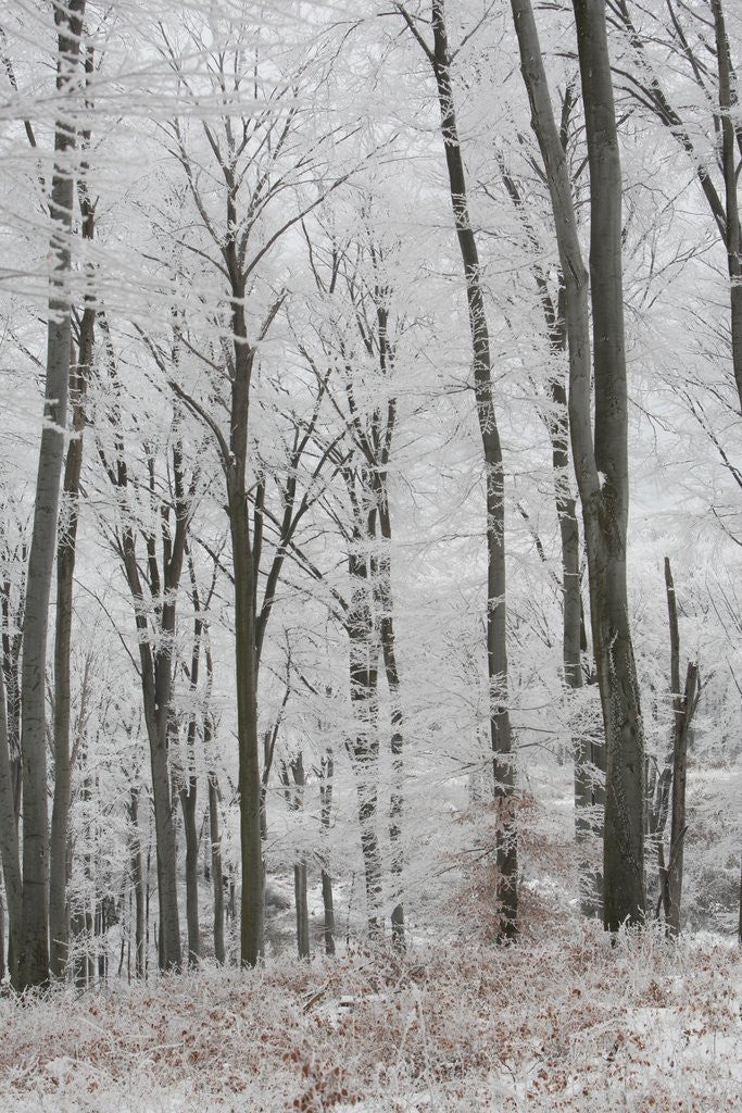 Detail of Frost covering a deciduous forest in Hungary by Anonymous