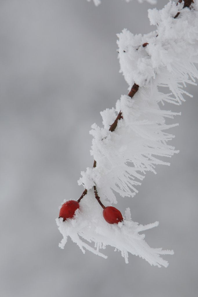 Detail of Frost on a twig of dog rose by Anonymous
