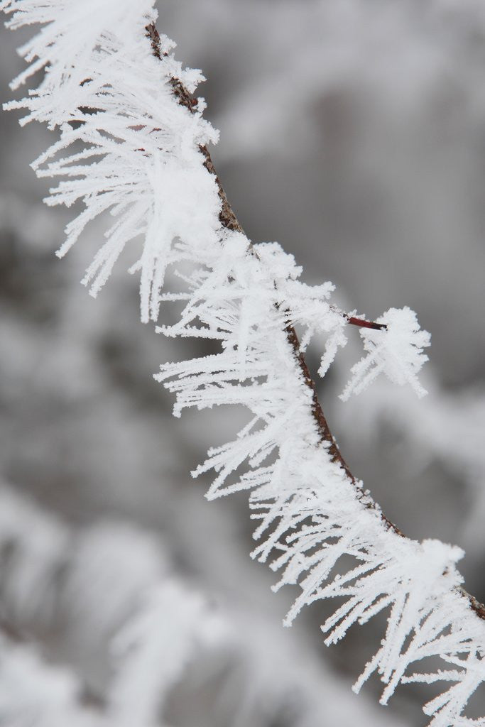 Detail of A twig covered with frost in Hungary by Anonymous