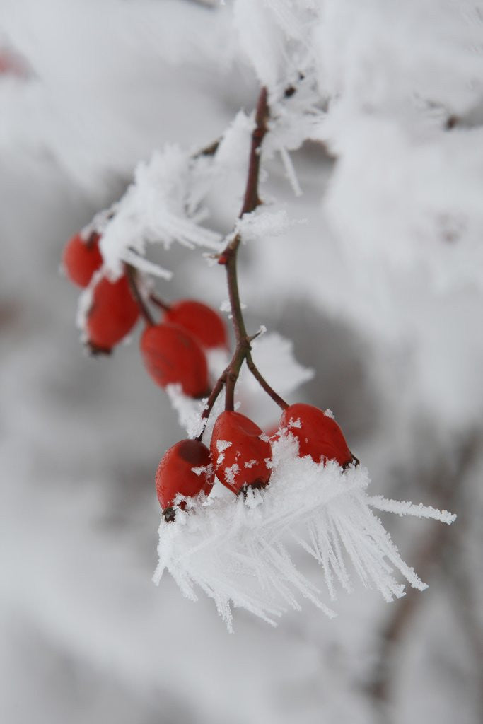 Detail of Frost on a twig of dog rose by Corbis