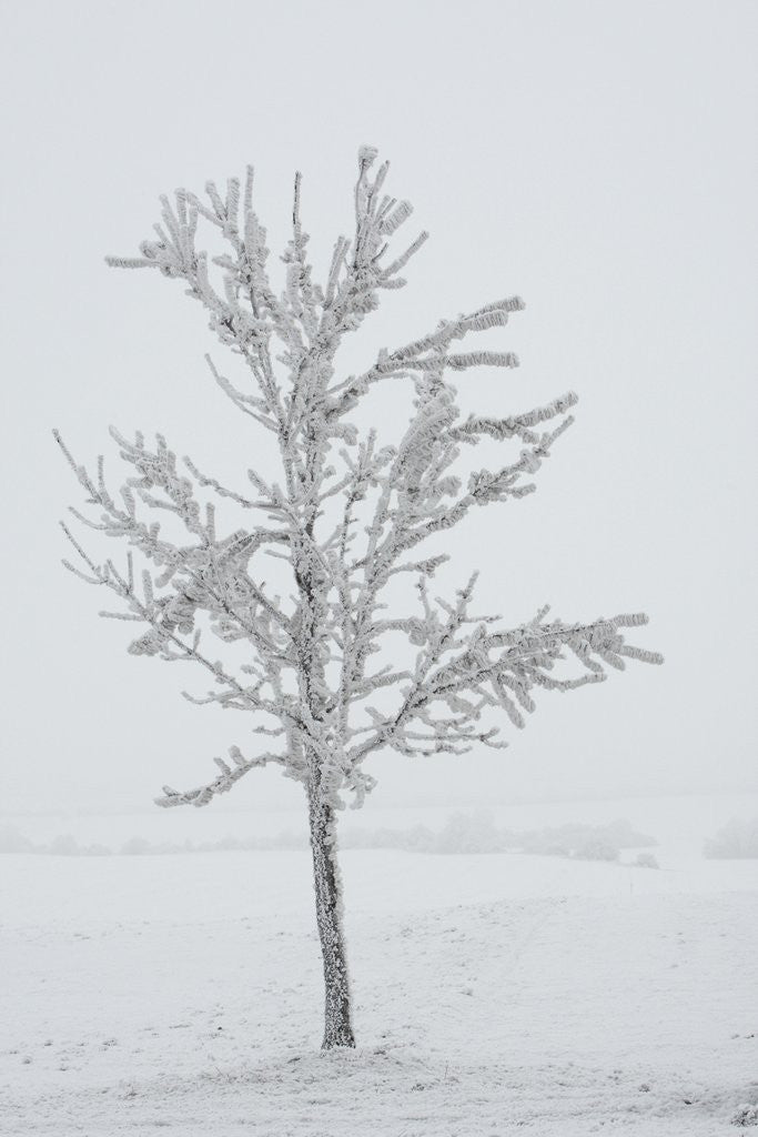 Detail of A solitary tree covered with frost in Hungary by Anonymous