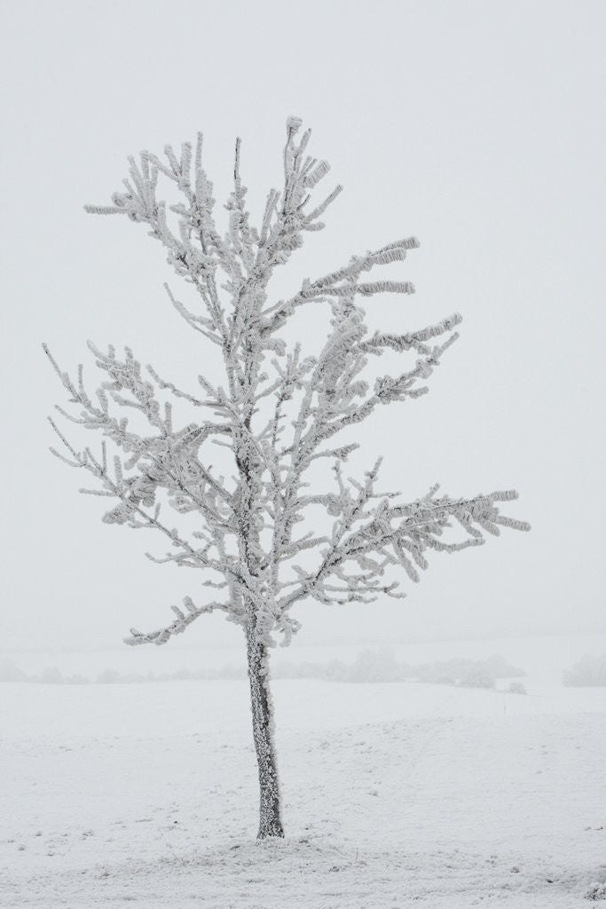 Detail of A solitary tree covered with frost in Hungary by Corbis