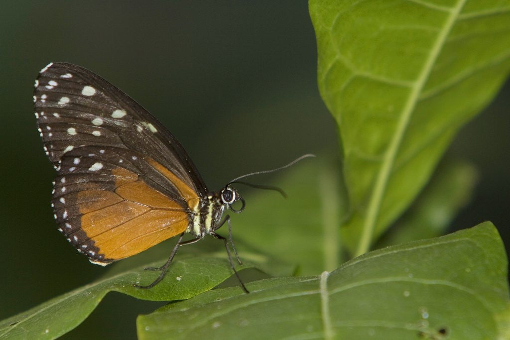 Detail of A tropical butterfly perching on a leaf by Anonymous