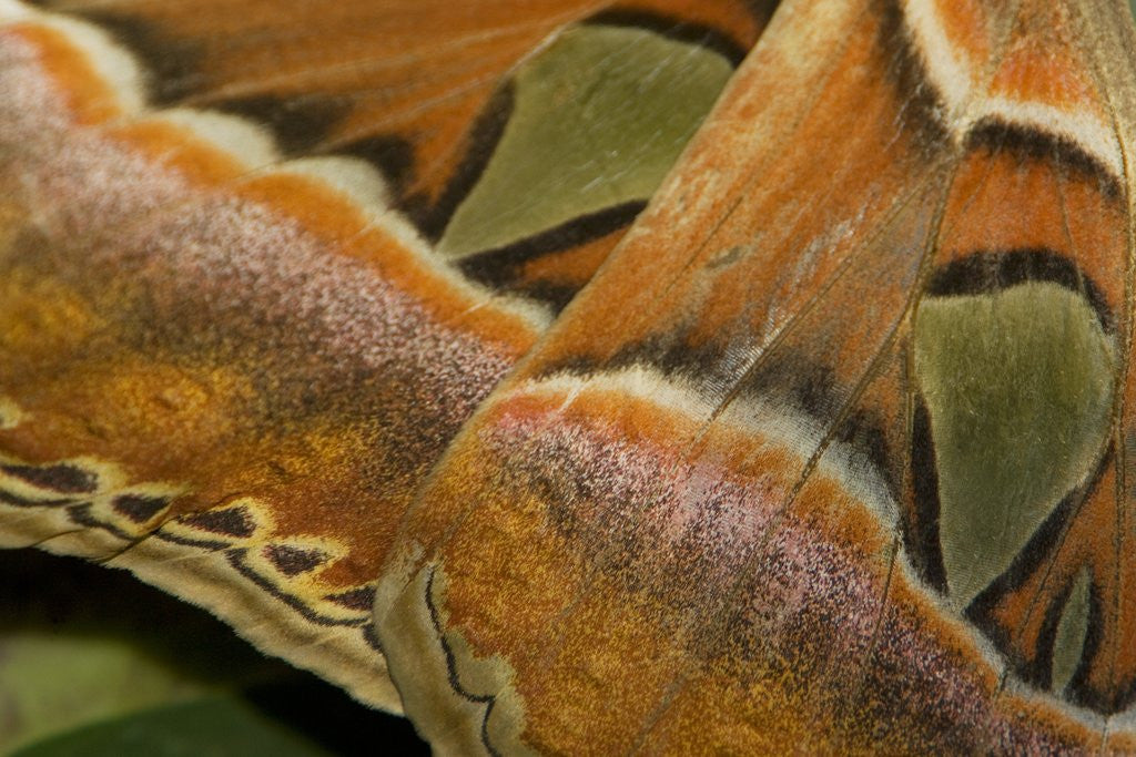 Detail of Details of the wings of Atlas moth, which is the largest moth in the world by Corbis