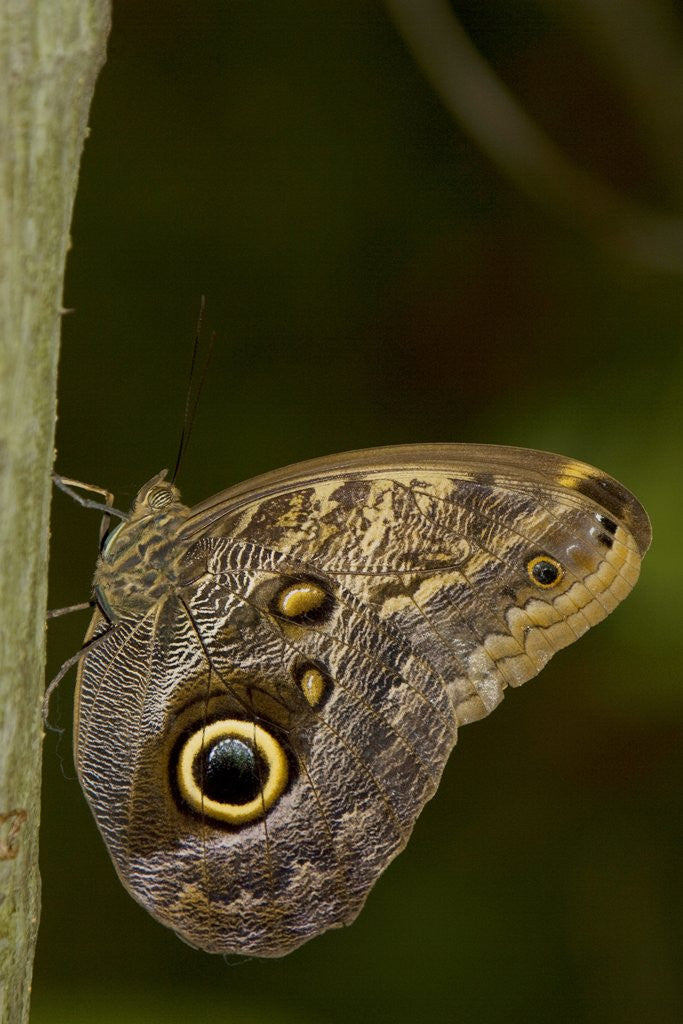Detail of Tropical butterfly resting on a branch. by Anonymous