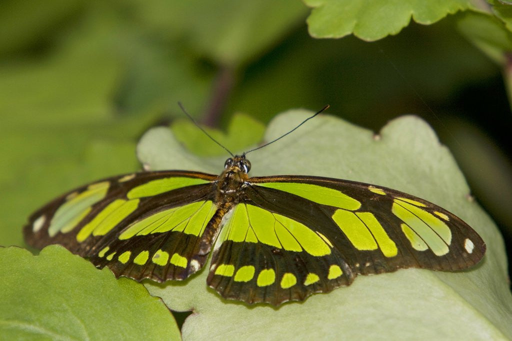 Detail of A tropical butterfly perching on a leaf by Anonymous
