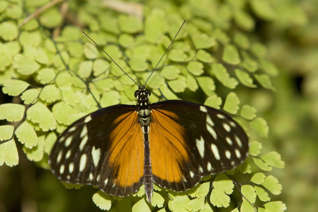 Detail of A tropical butterfly rests on a fern leaf by Anonymous