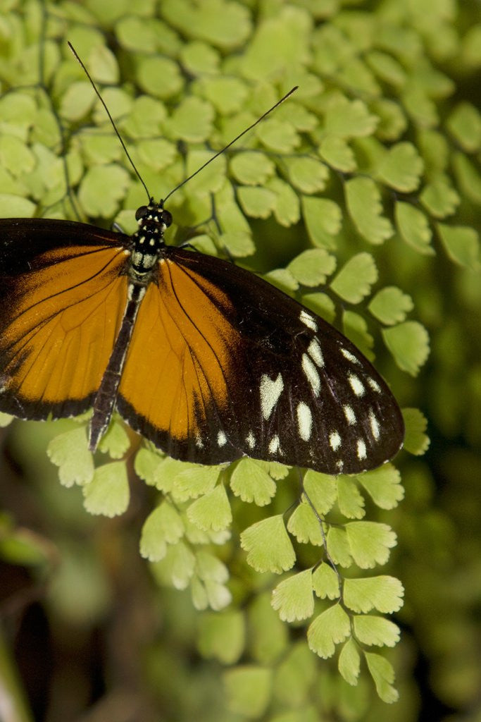 Detail of A tropical butterfly rests on a fern leaf by Corbis