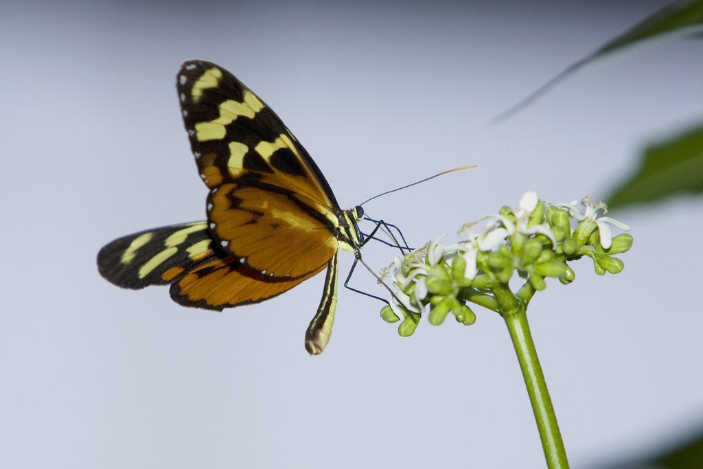 Detail of A tropical butterfly sucking nectar from a white flower by Anonymous