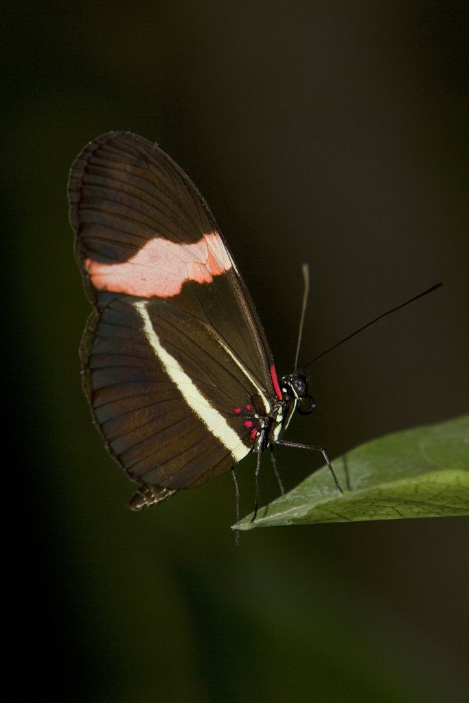 Detail of A tropical butterfly perching on a leaf by Anonymous