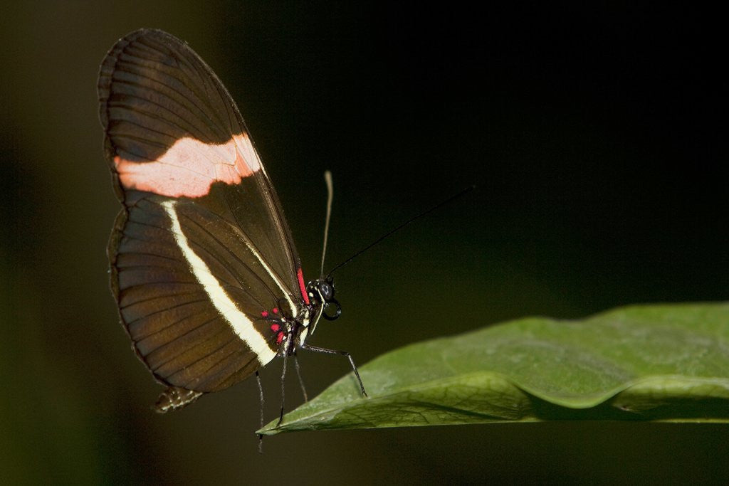Detail of A tropical butterfly perching on a leaf by Anonymous