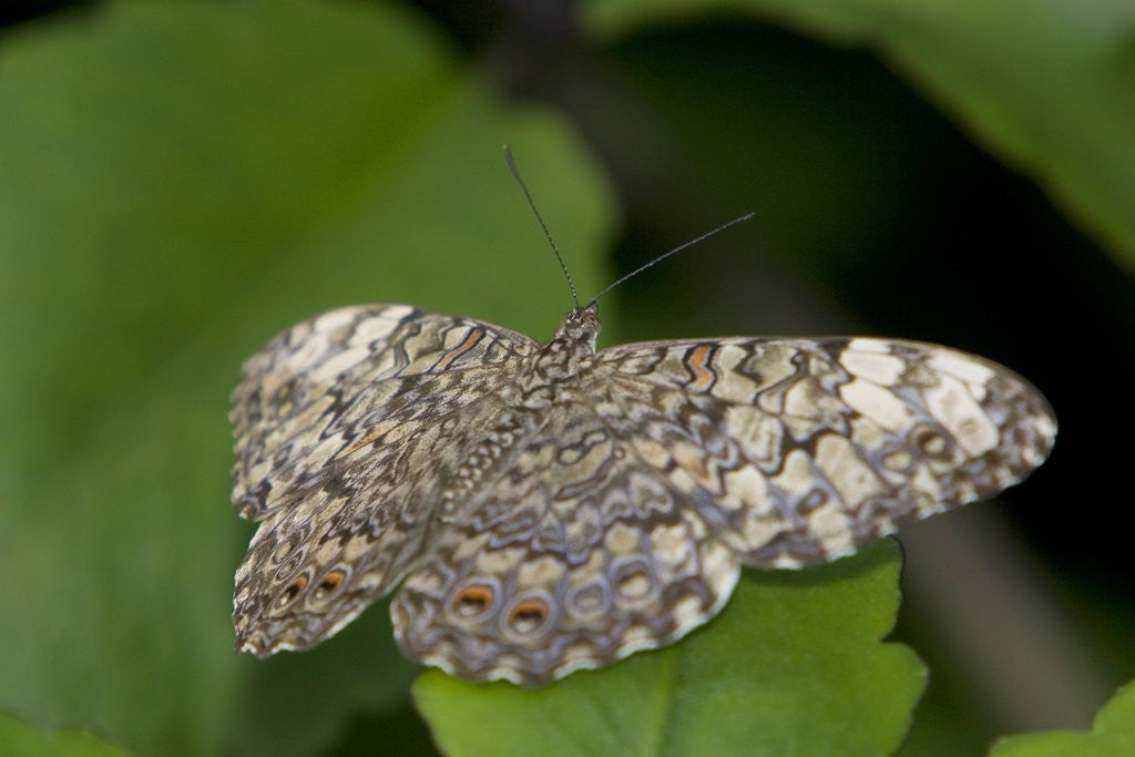 Detail of A tropical butterfly perching on a leaf by Corbis