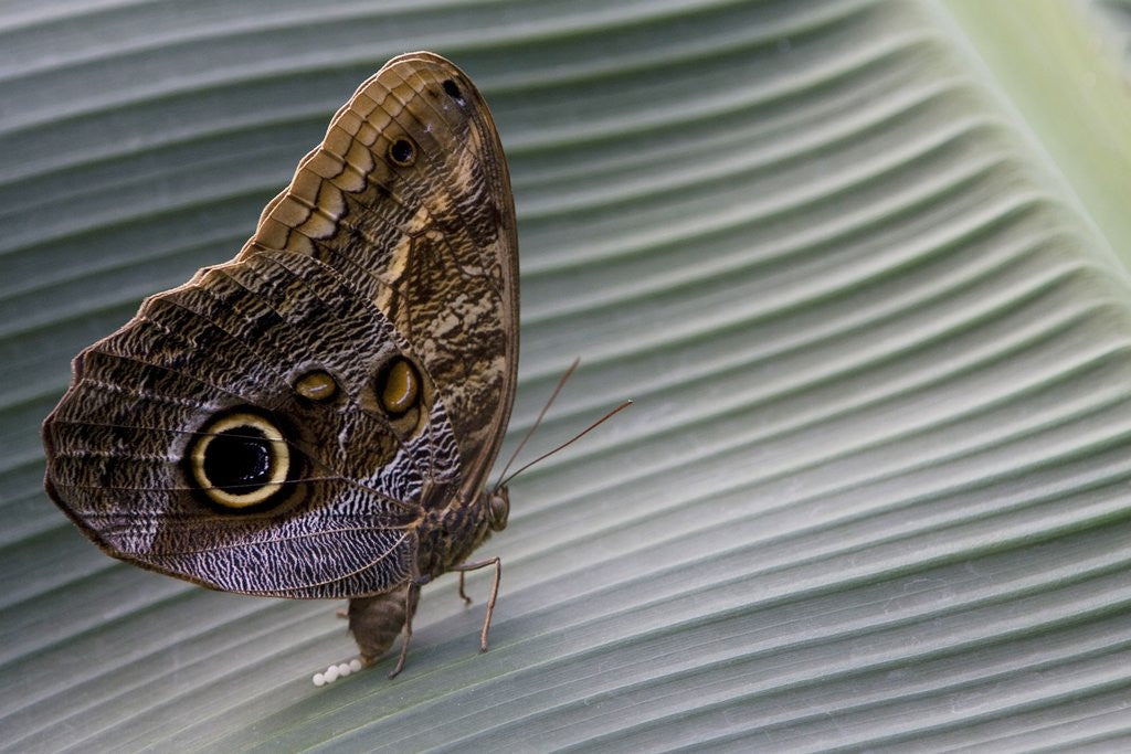 Detail of A tropical butterfly laying eggs on a banana leaf. by Corbis