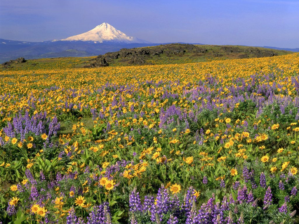 Detail of Mt. Hood with wildflowers by Corbis