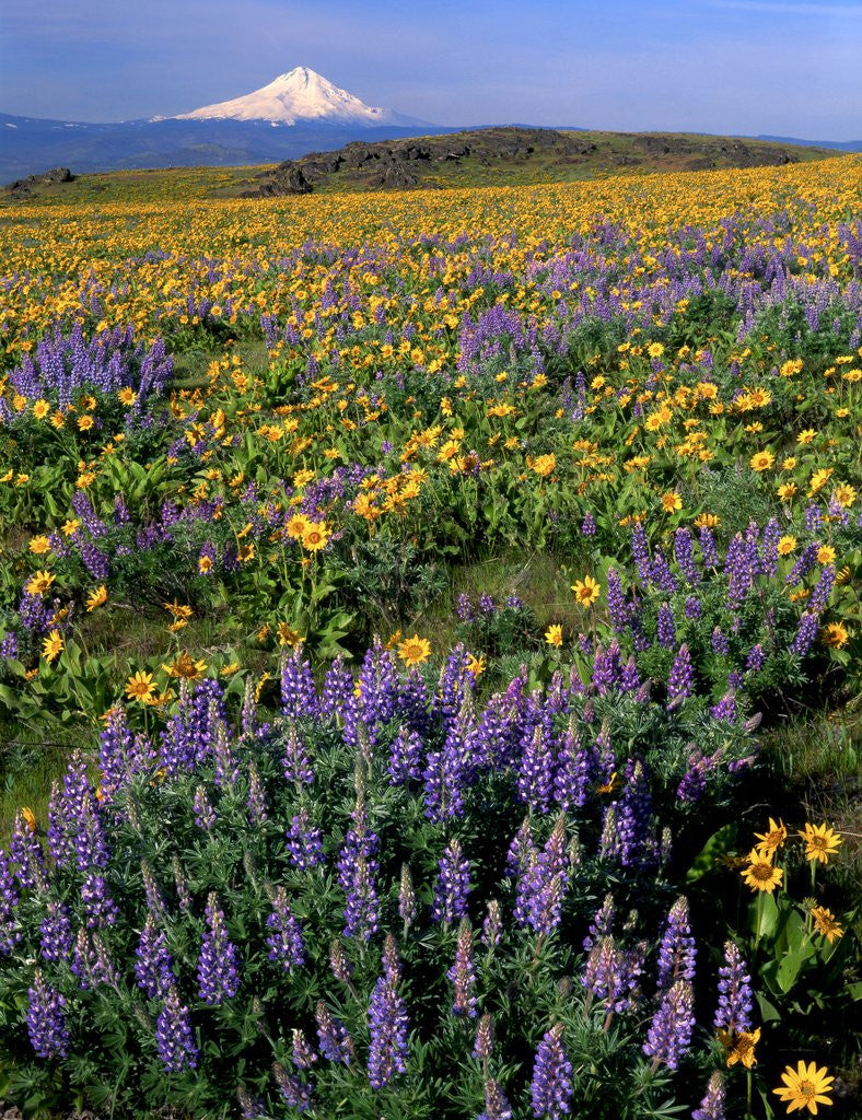 Detail of Mt. Hood with wildflowers by Anonymous