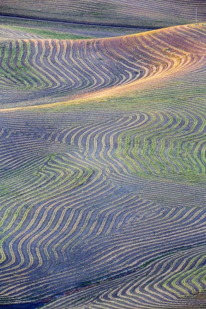 Detail of First light on freshly swathed Pea fields by Anonymous