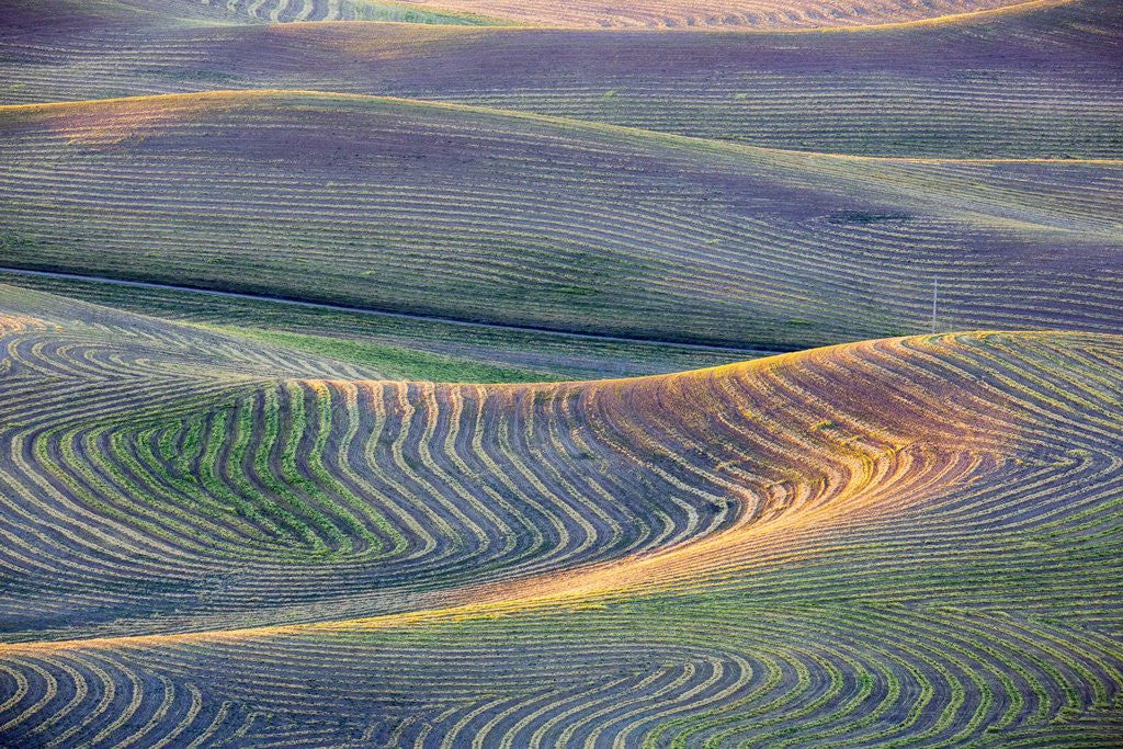 Detail of First light on freshly swathed Pea fields by Anonymous