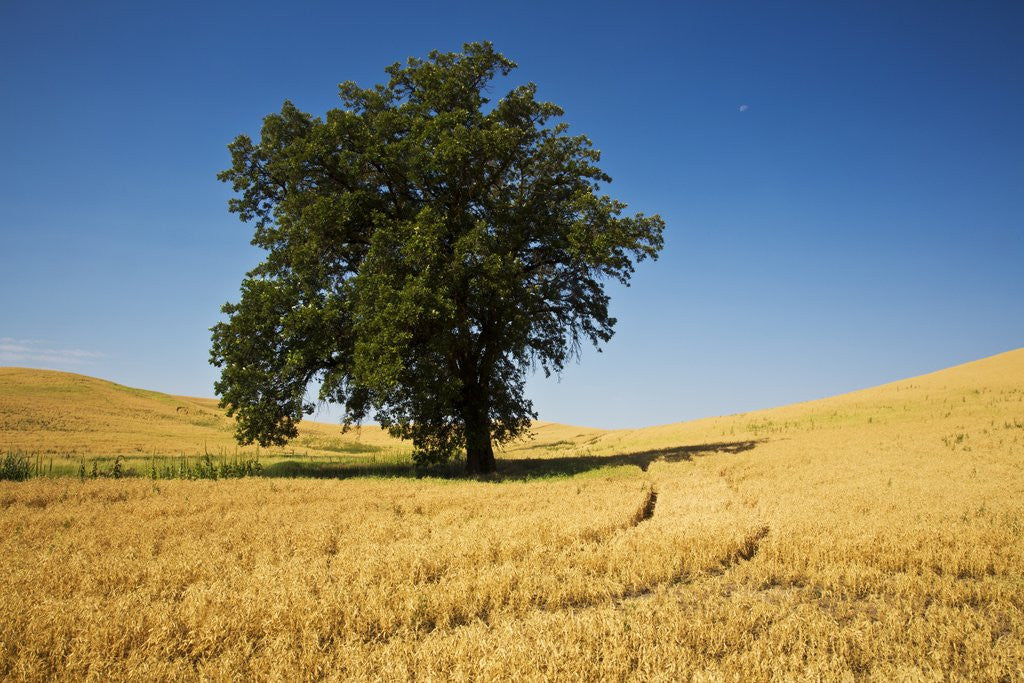 Detail of Lone Tree in Harvest Wheat Field by Corbis