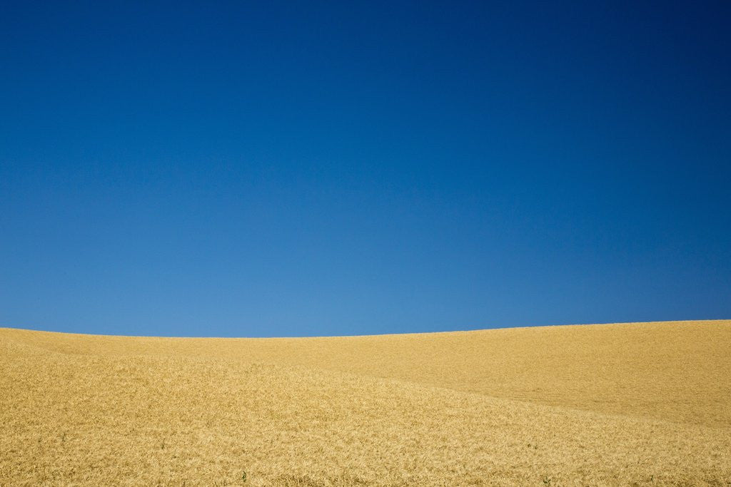 Detail of Wheat Field Ready for Harvest with Blue Sky by Anonymous