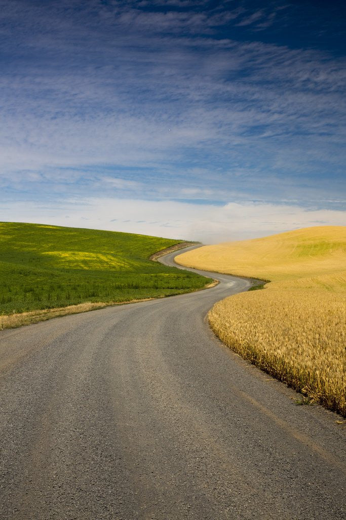 Detail of Winding Back Country Road through Winter and Spring Wheat Fields by Anonymous
