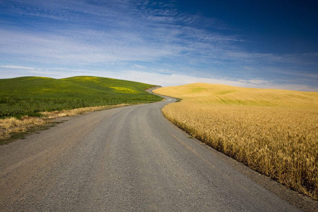 Detail of Winding Back Country Road through Winter and Spring Wheat Fields by Corbis