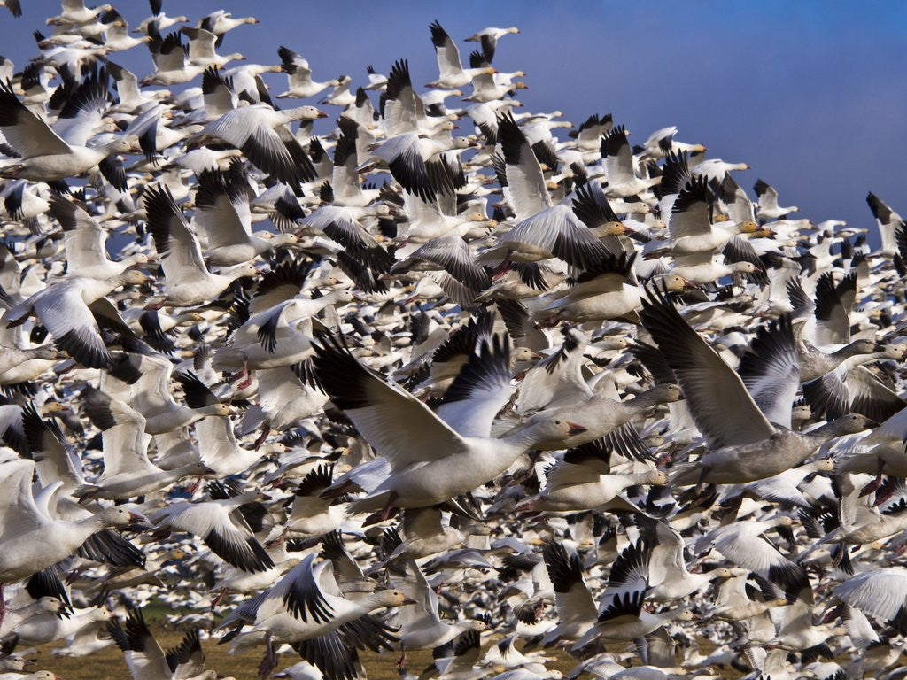Detail of Snow Geese in flight with a bluse sky day by Anonymous