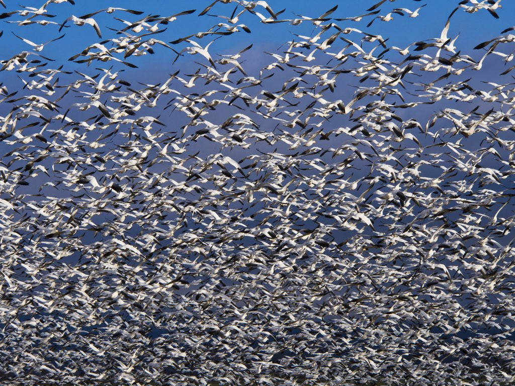 Detail of Snow Geese in flight with a bluse sky day by Anonymous