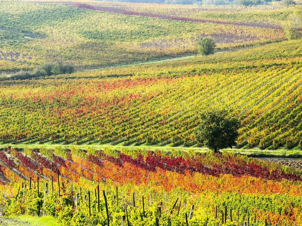 Detail of Autumn Vinyards in full color near Montepulciano by Anonymous