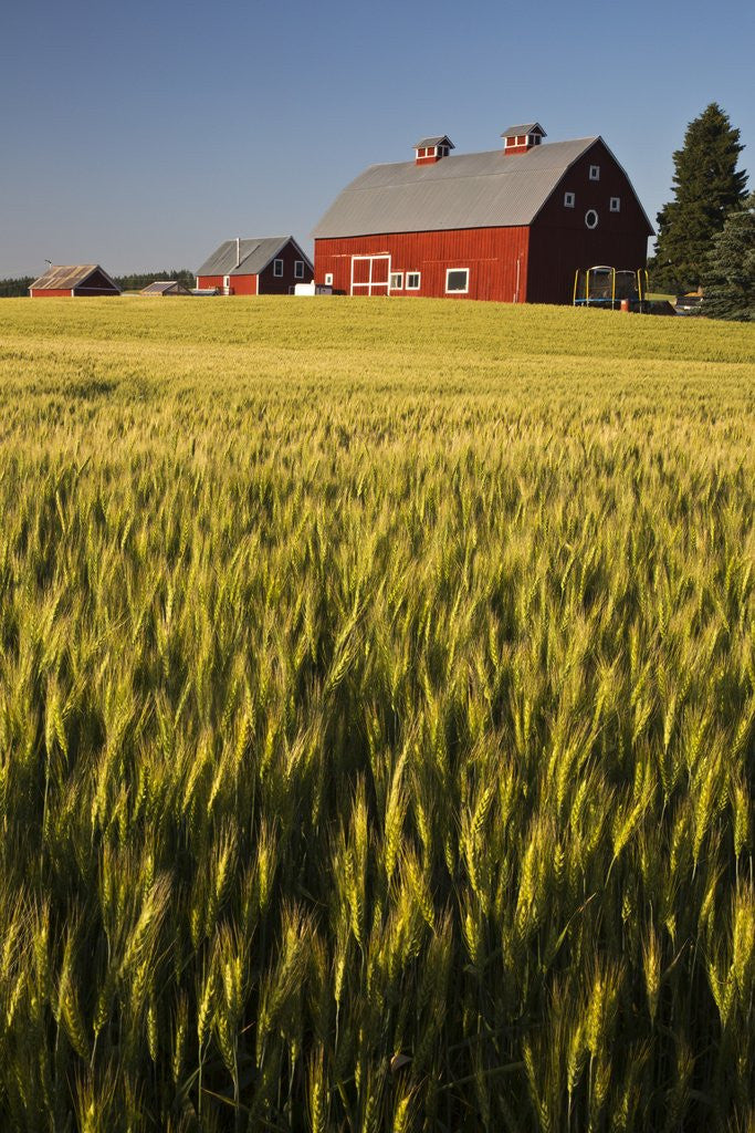 Detail of Red Barn in Field of Harvest Wheat by Anonymous