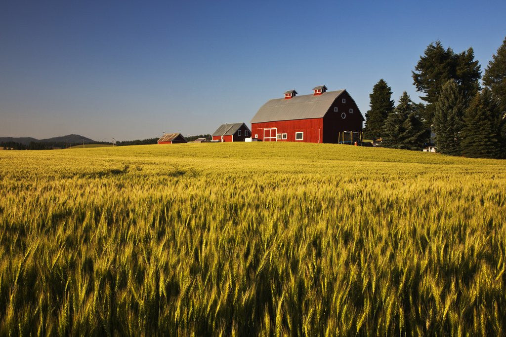 Detail of Red Barn in Field of Harvest Wheat by Anonymous