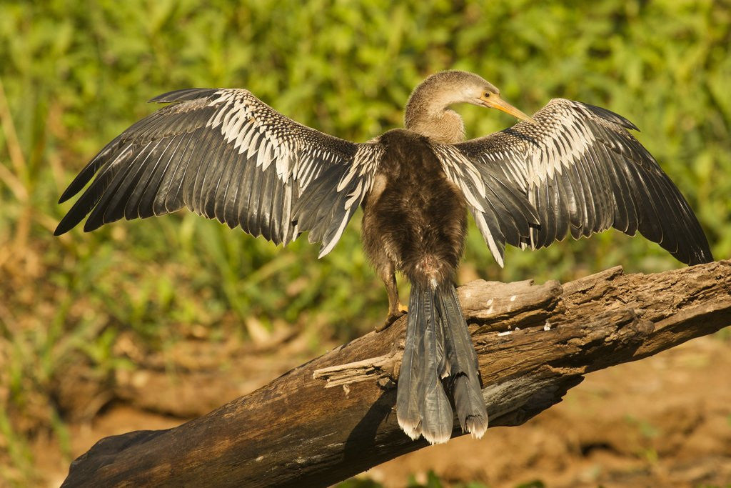 Detail of Anhinga Preening by Anonymous
