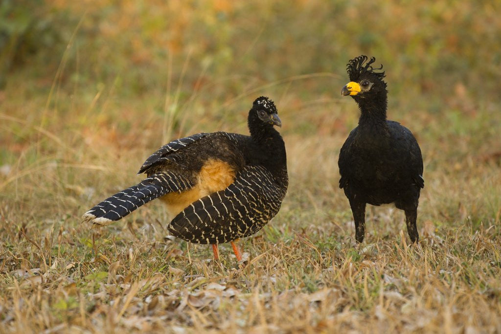Detail of Bare-faced Curassow Mating Pair by Corbis