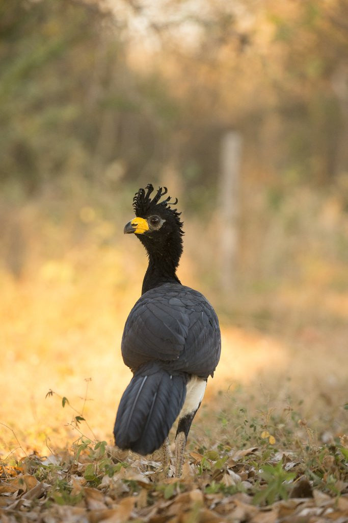 Detail of Bare-faced Curassow by Anonymous