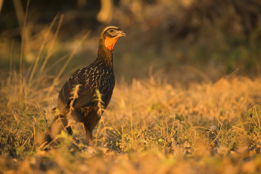 Detail of Chestnut-bellied Guan Foraging in Grass by Anonymous