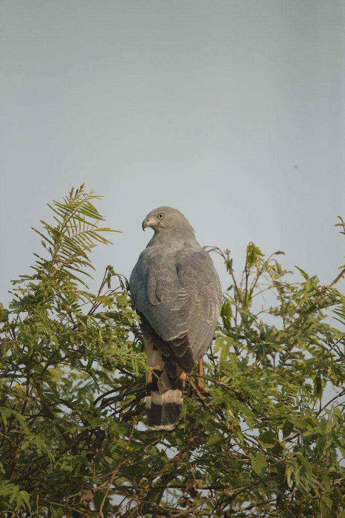 Detail of Crane Hawk in Treetop by Anonymous