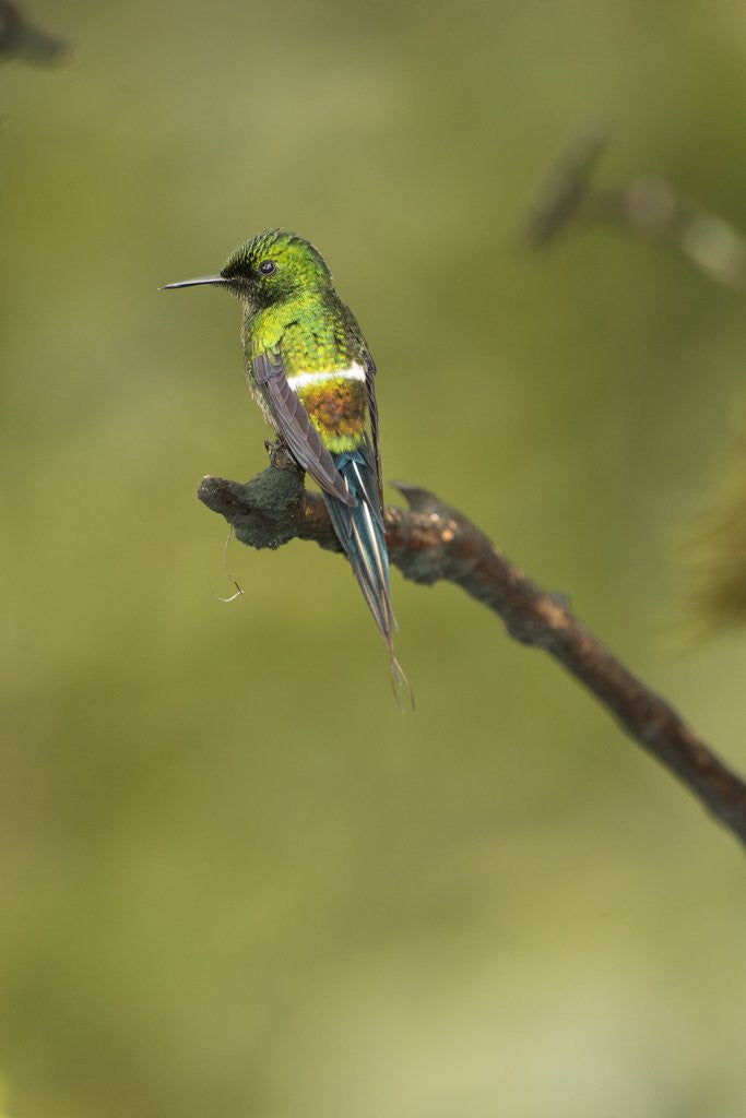 Detail of Green Thorntail on Branch by Anonymous